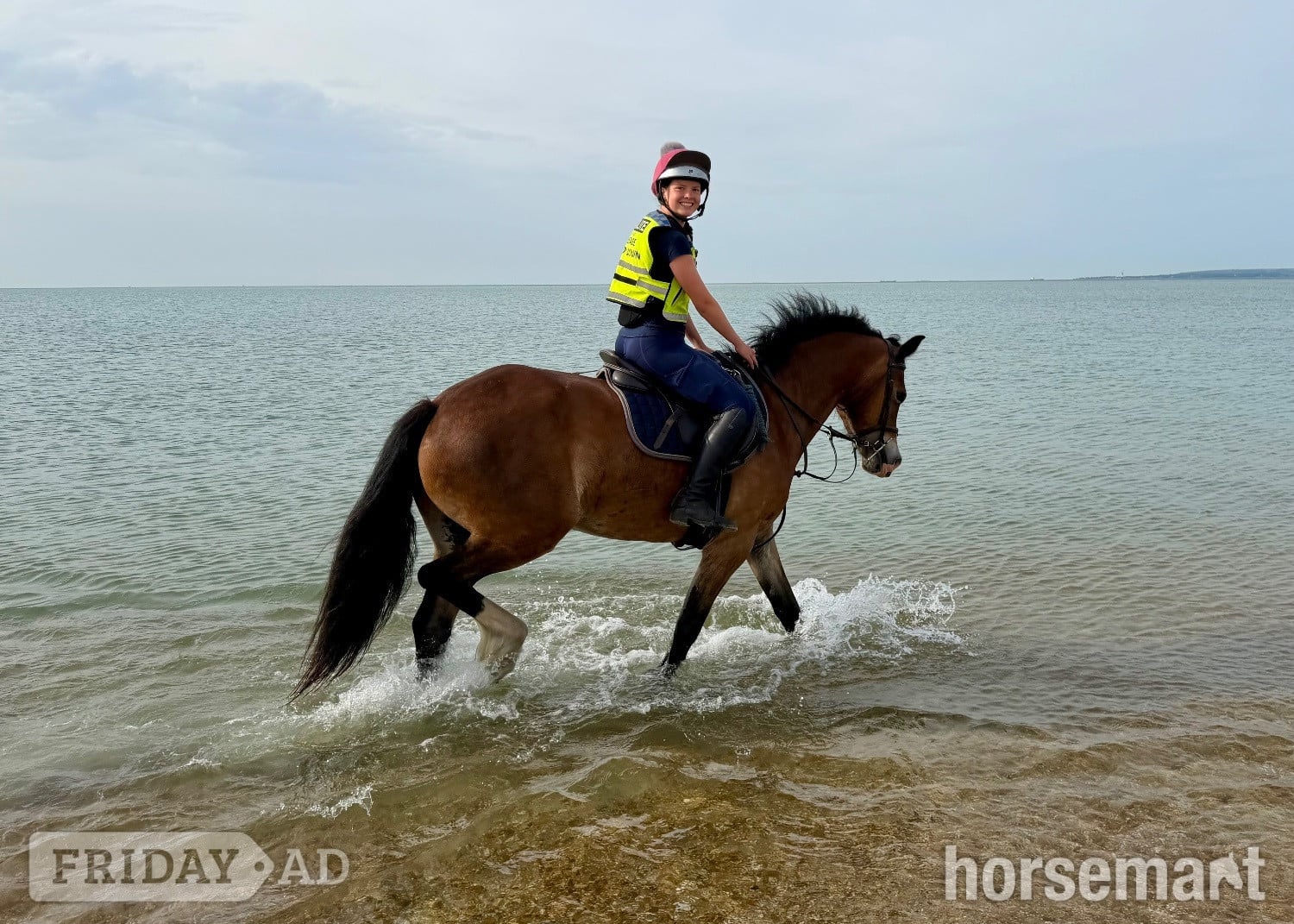 "(Louie) Brynithon Illusion" Bay Gelding All Rounder - Horses in Slough