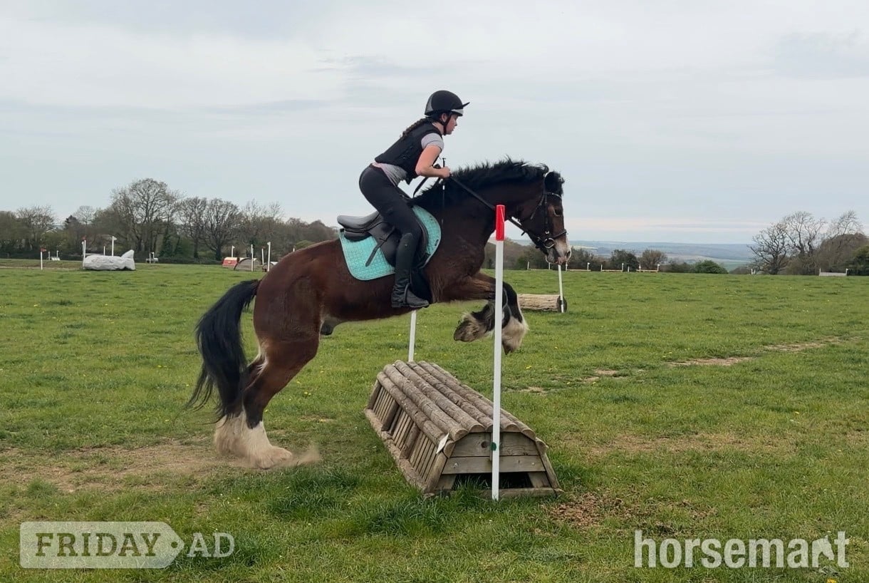 "(Louie) Brynithon Illusion" Bay Gelding All Rounder - Horses