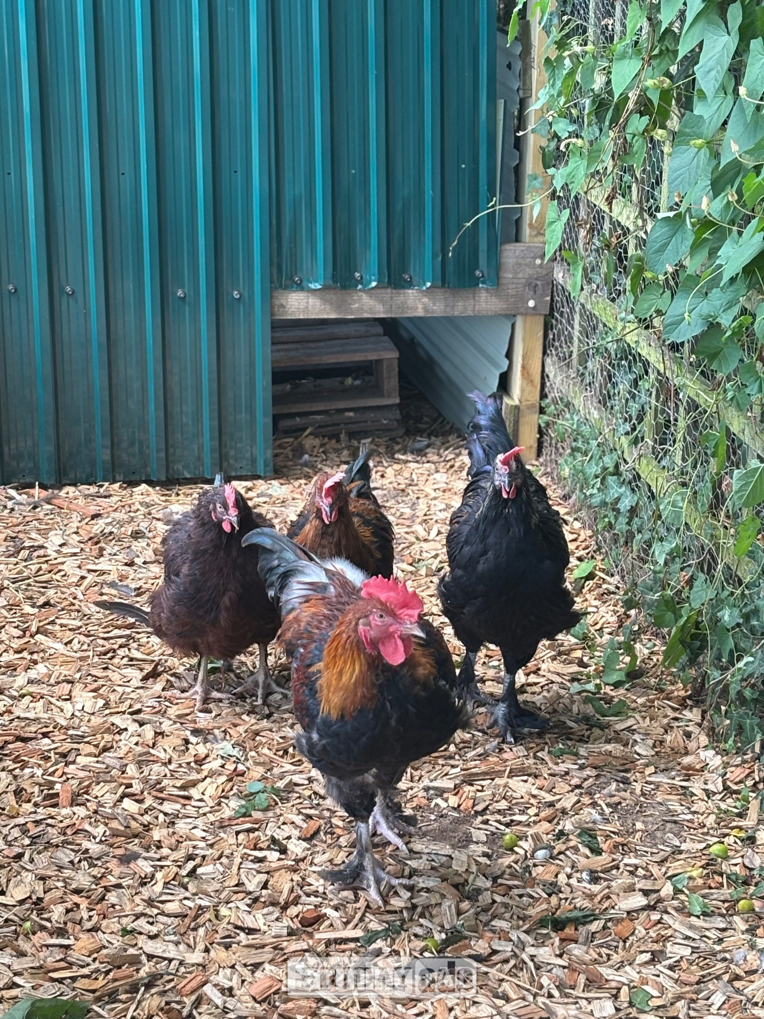 RARE BREED cockerels for sale (look at description for more) in Lower Broadheath