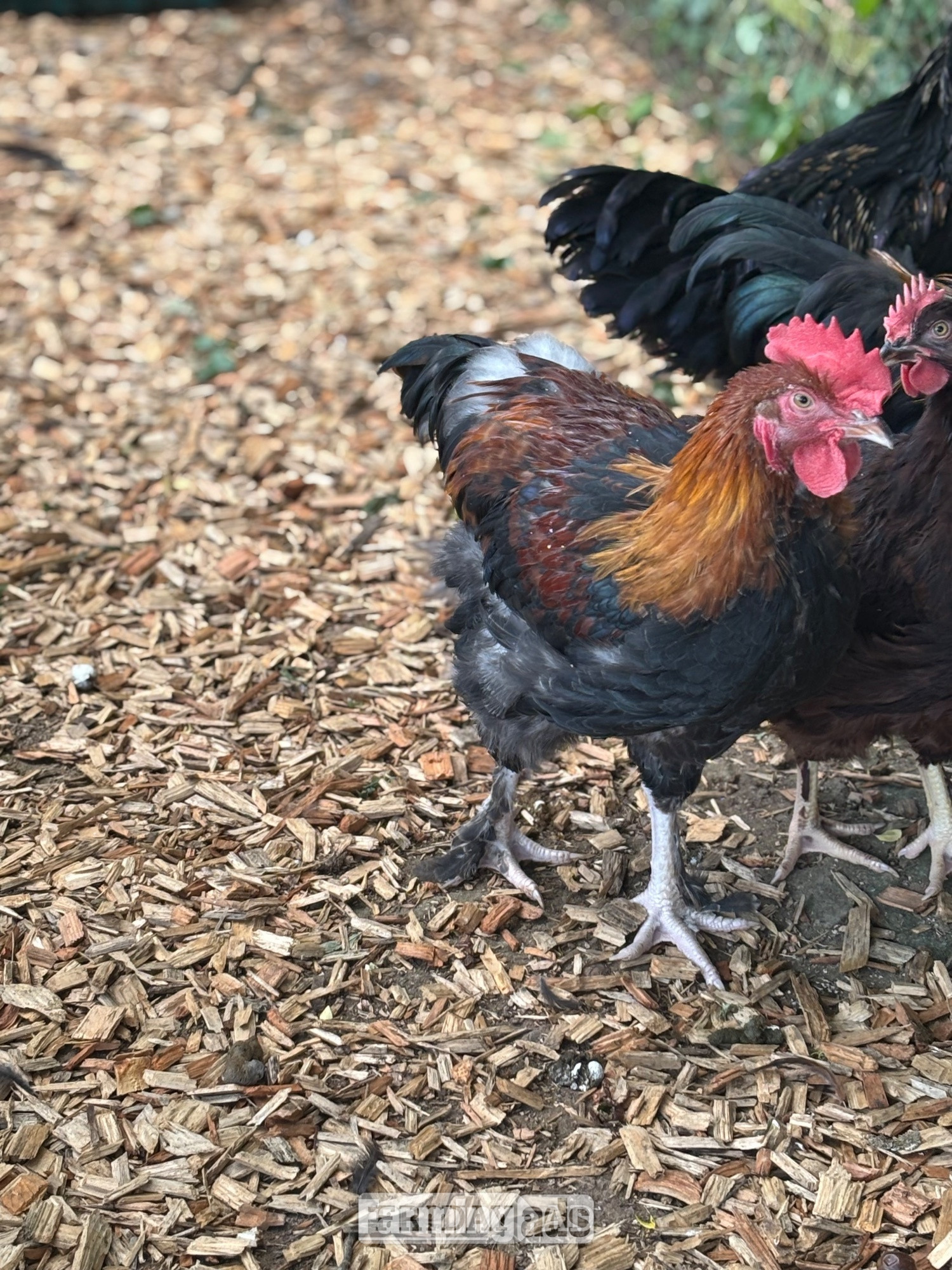 RARE BREED cockerels for sale (look at description for more)