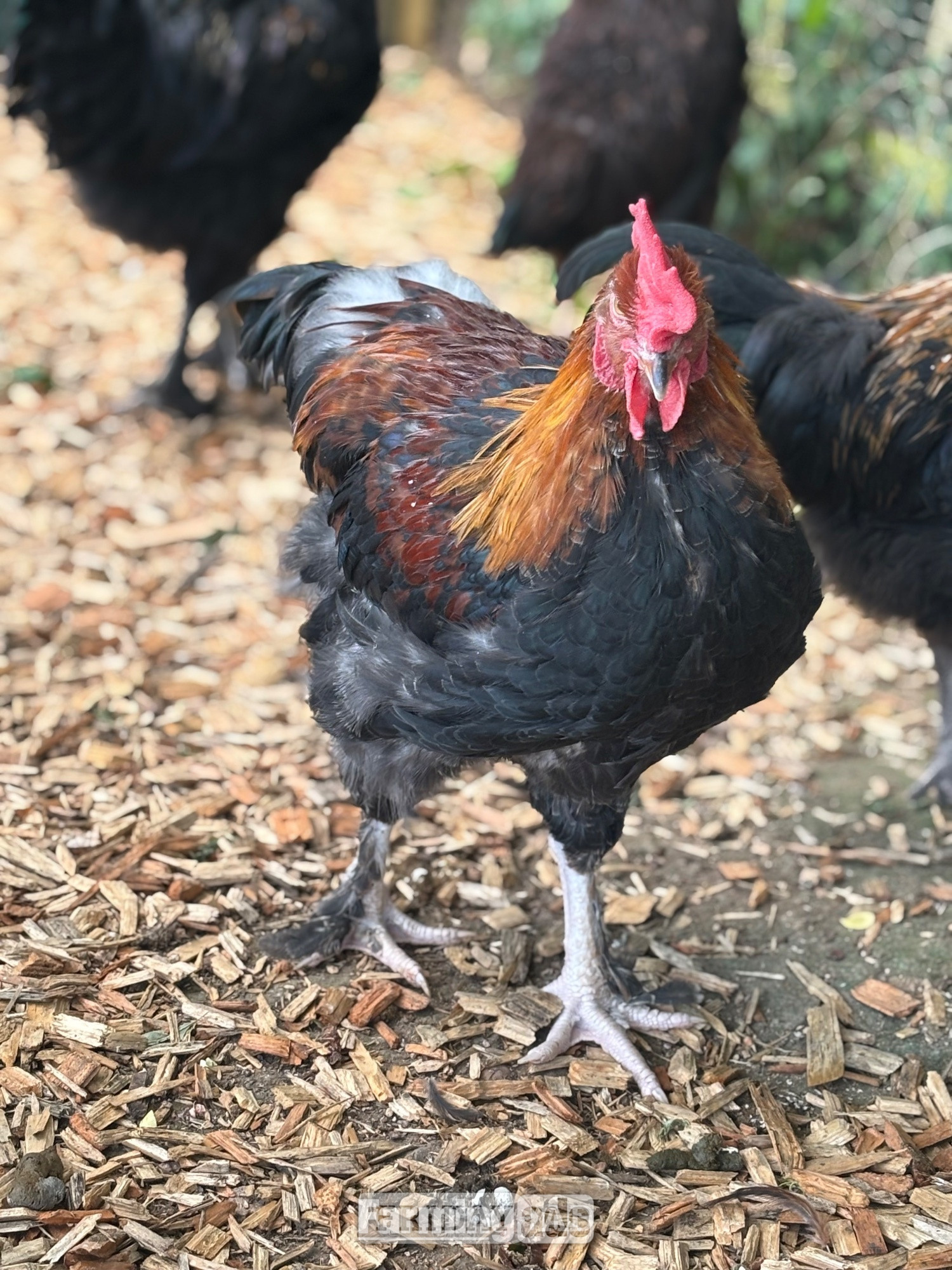 Lower Broadheath RARE BREED cockerels for sale (look at description for more)