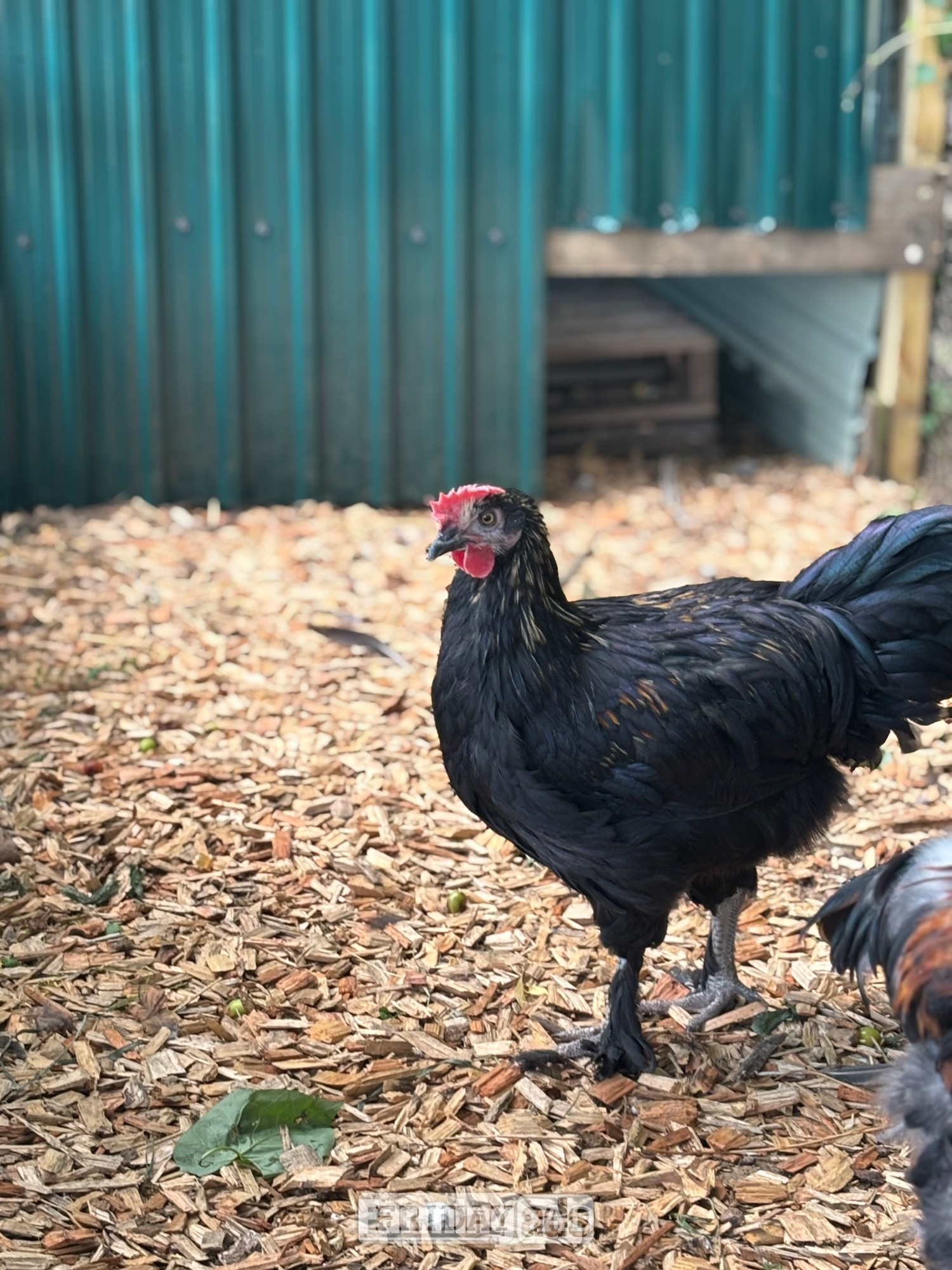 RARE BREED cockerels for sale (look at description for more) - Poultry in Lower Broadheath