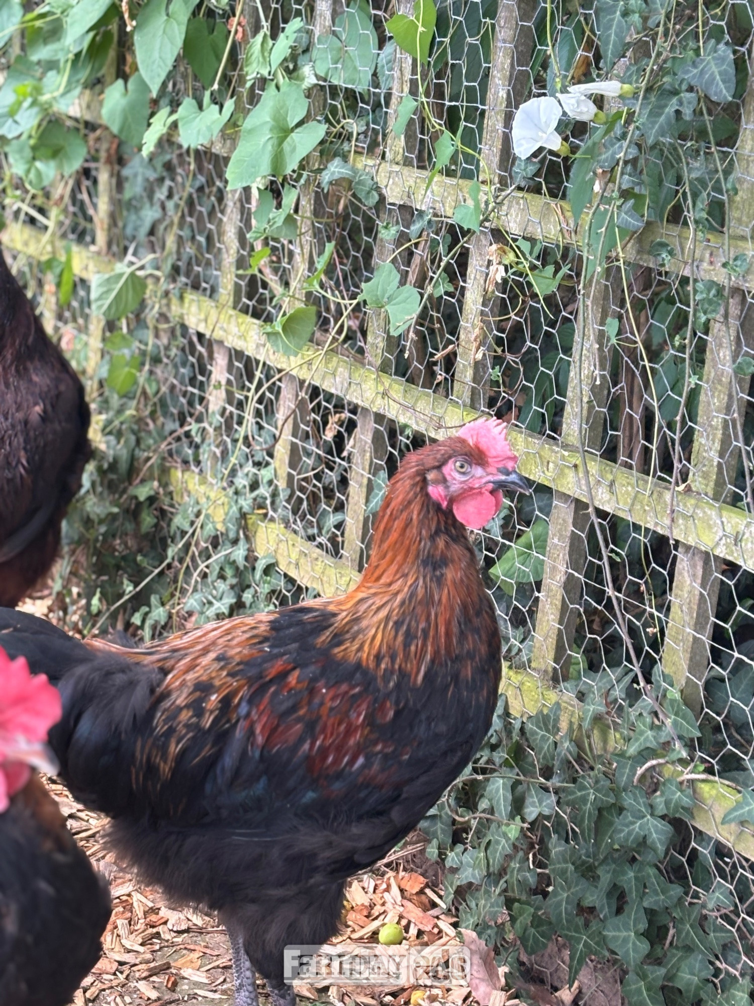RARE BREED cockerels for sale (look at description for more) - Poultry