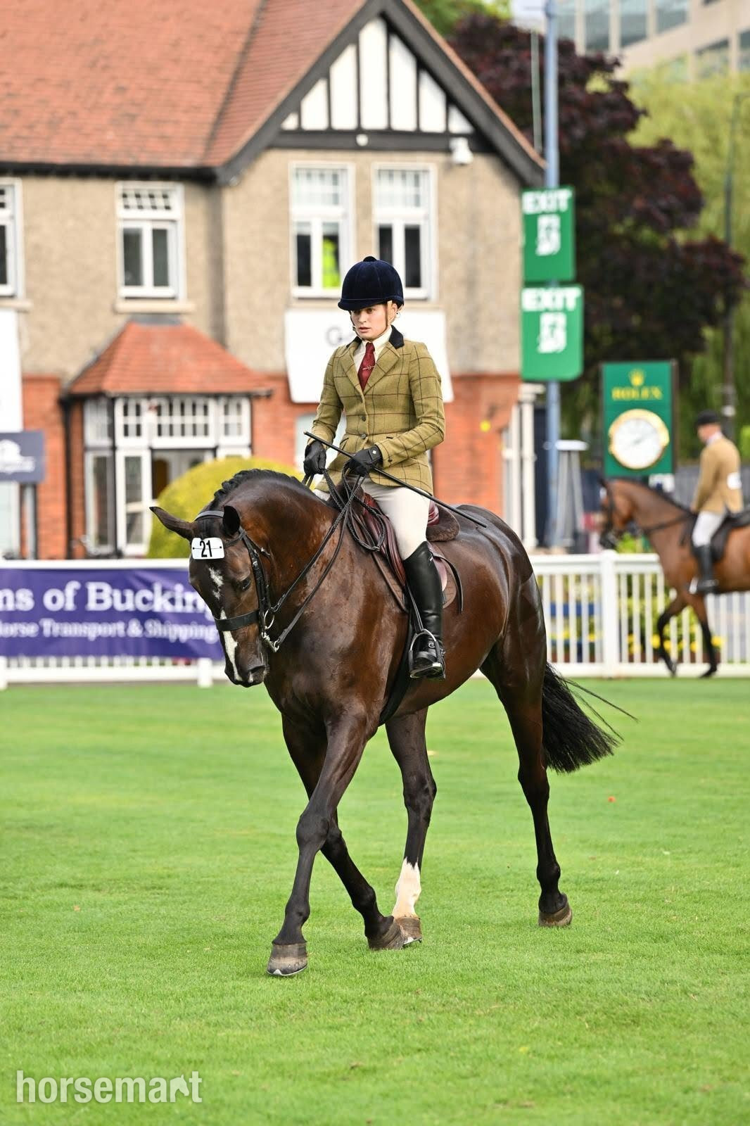 "Good Recovery" Bay Gelding Young Sport Horse in Huddersfield