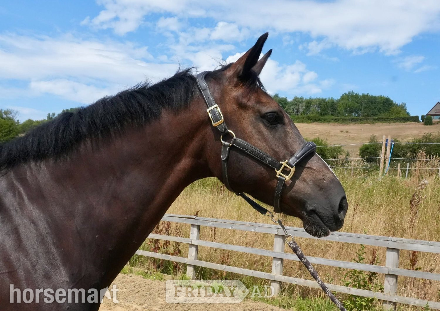 "Good Recovery" Bay Gelding Young Sport Horse