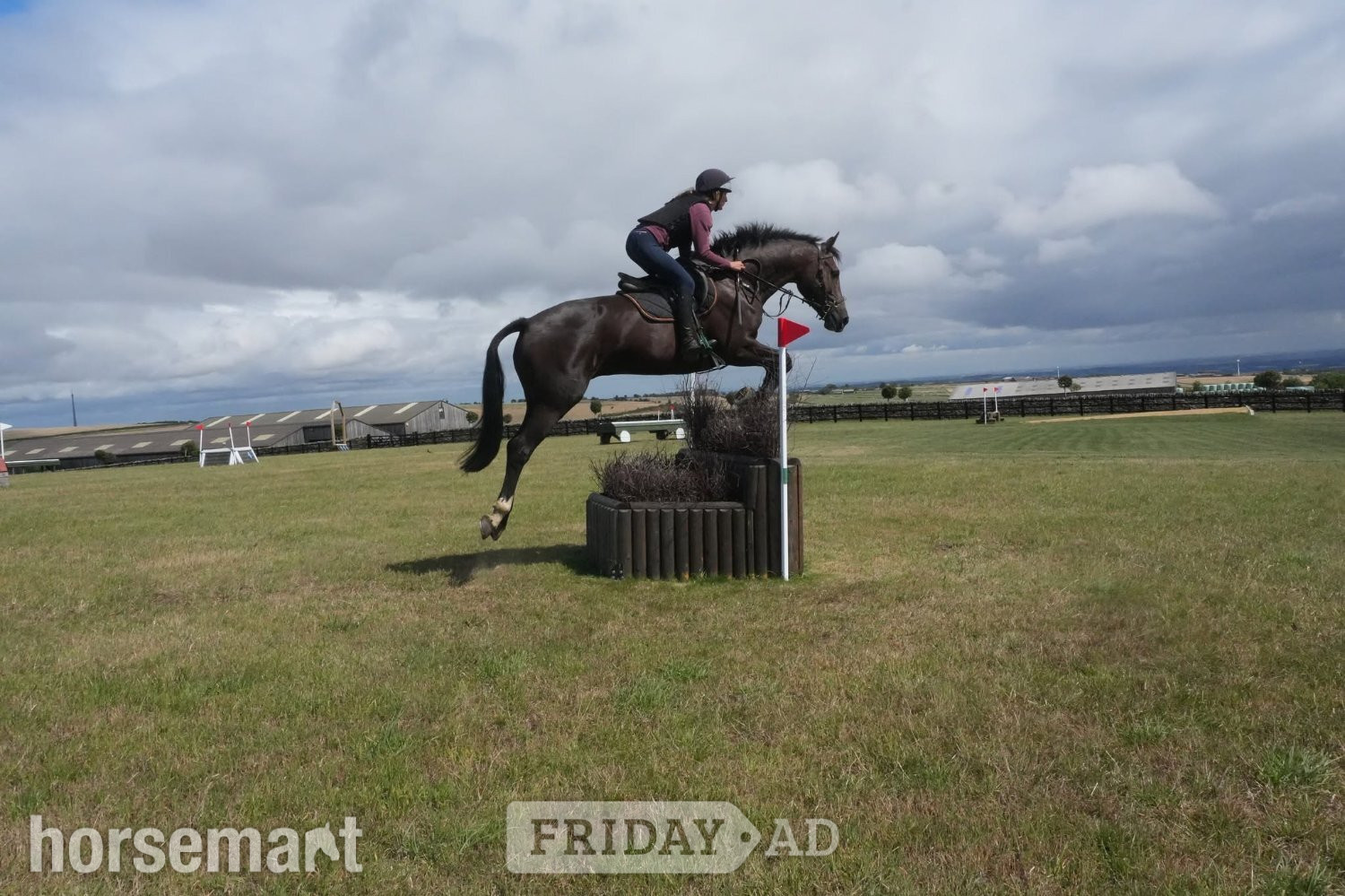 Huddersfield "Good Recovery" Bay Gelding Young Sport Horse
