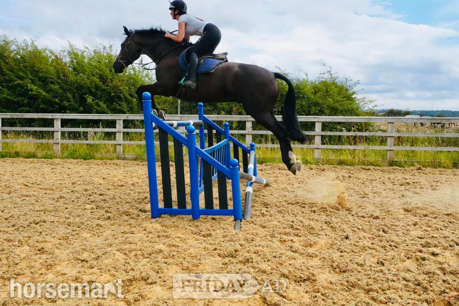 "Good Recovery" Bay Gelding Young Sport Horse - Horses in Huddersfield