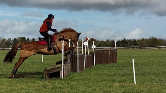 "George" Chestnut Gelding All Rounder