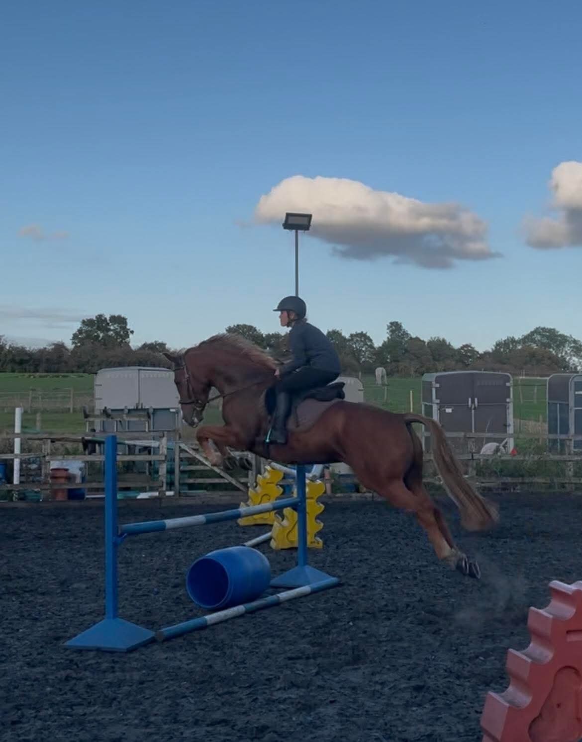 "George" Chestnut Gelding All Rounder
