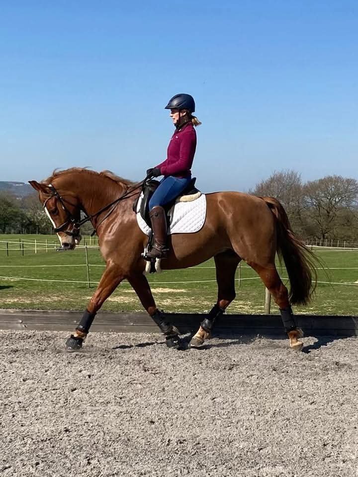 Devizes "George" Chestnut Gelding All Rounder