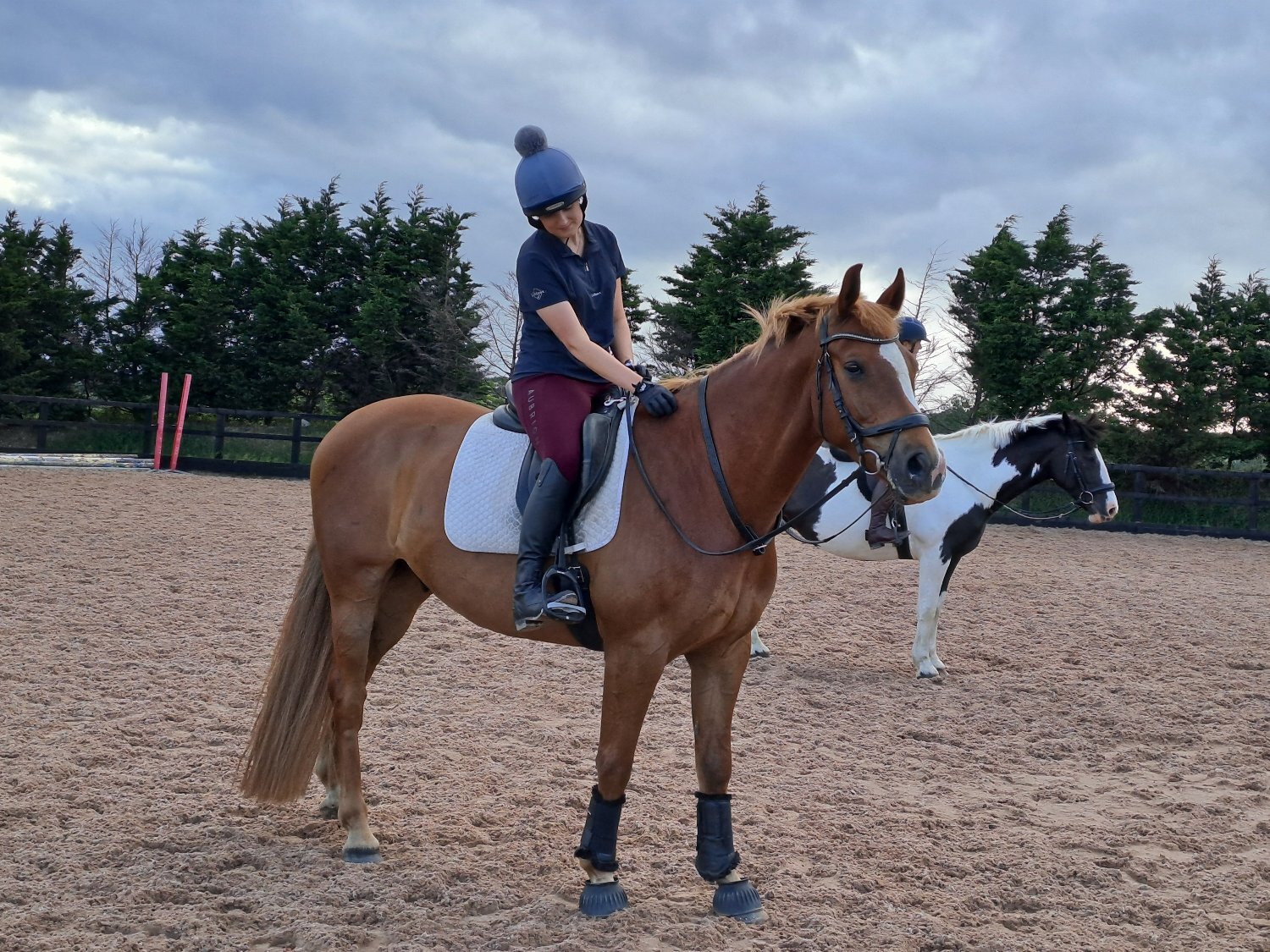 "George" Chestnut Gelding All Rounder - Horses in Devizes