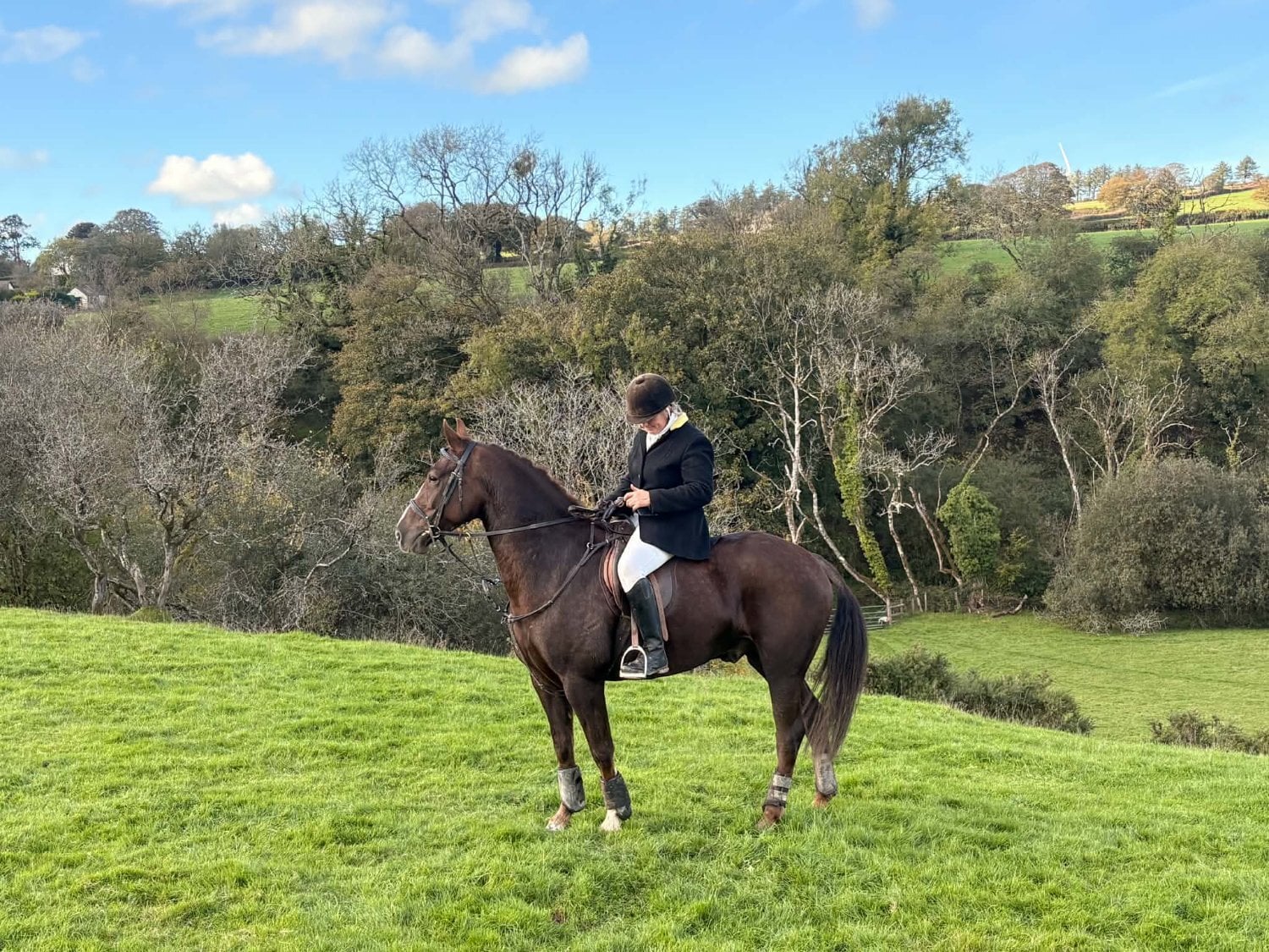 " Ajax Sparkle" Liver Chestnut Gelding All Rounder