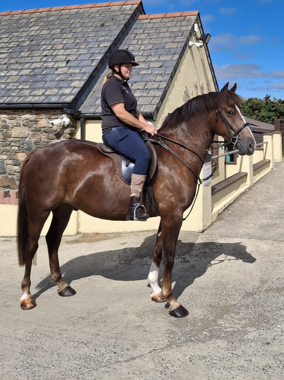 " Ajax Sparkle" Liver Chestnut Gelding All Rounder - Horses in Fishguard