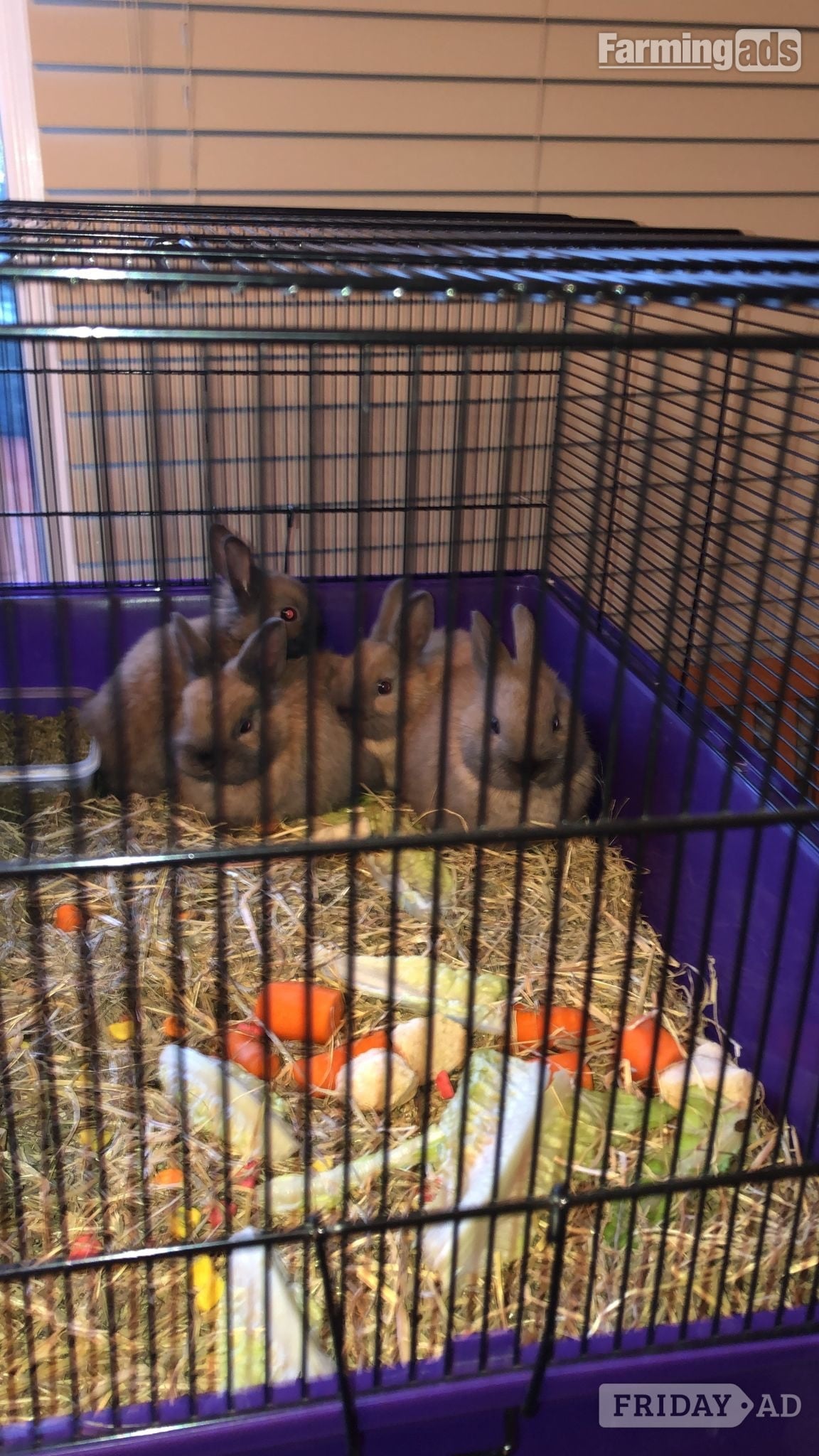 Dwarf rabbits and hutch in Croydon