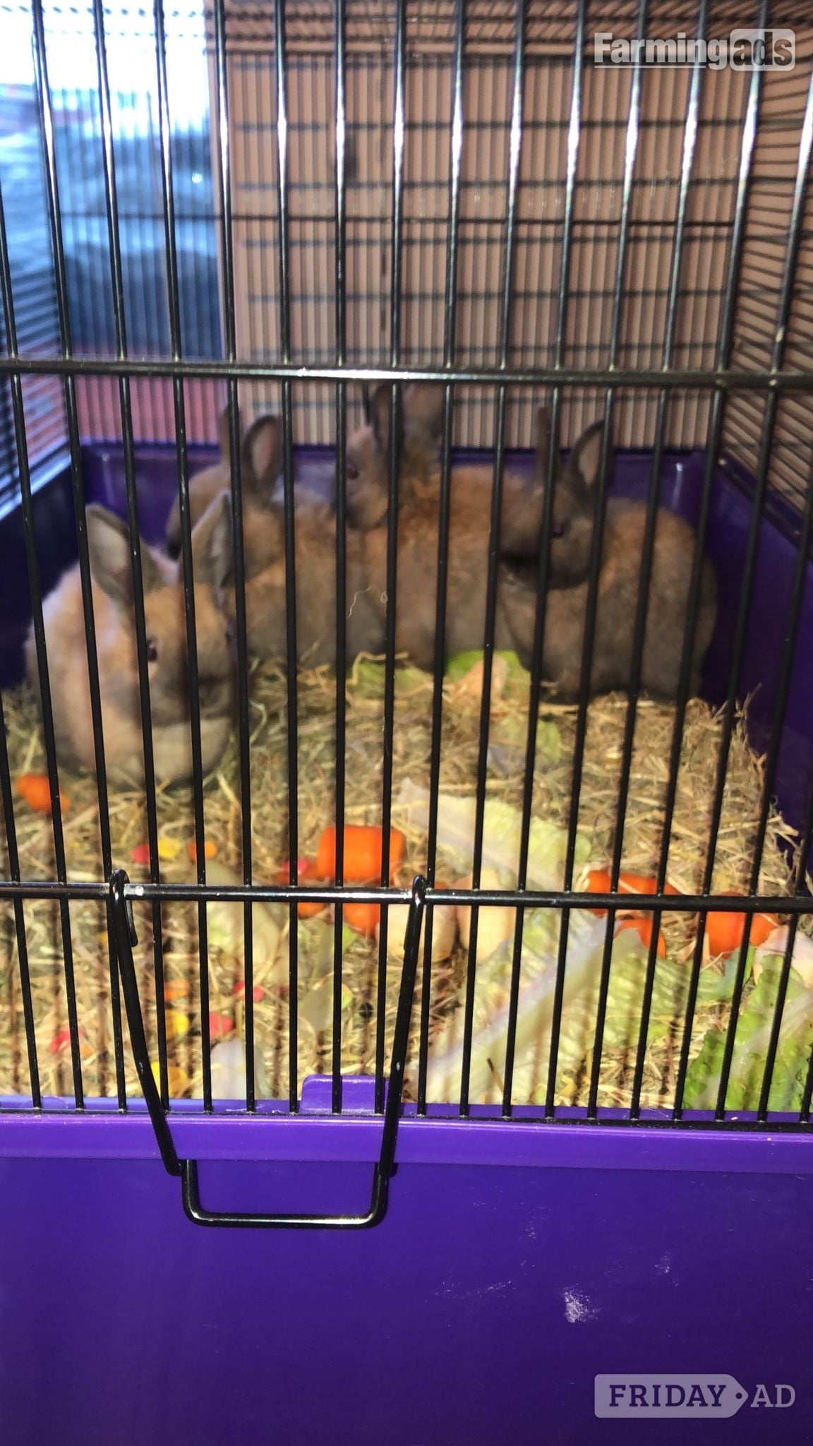Dwarf rabbits and hutch - Livestock in Croydon