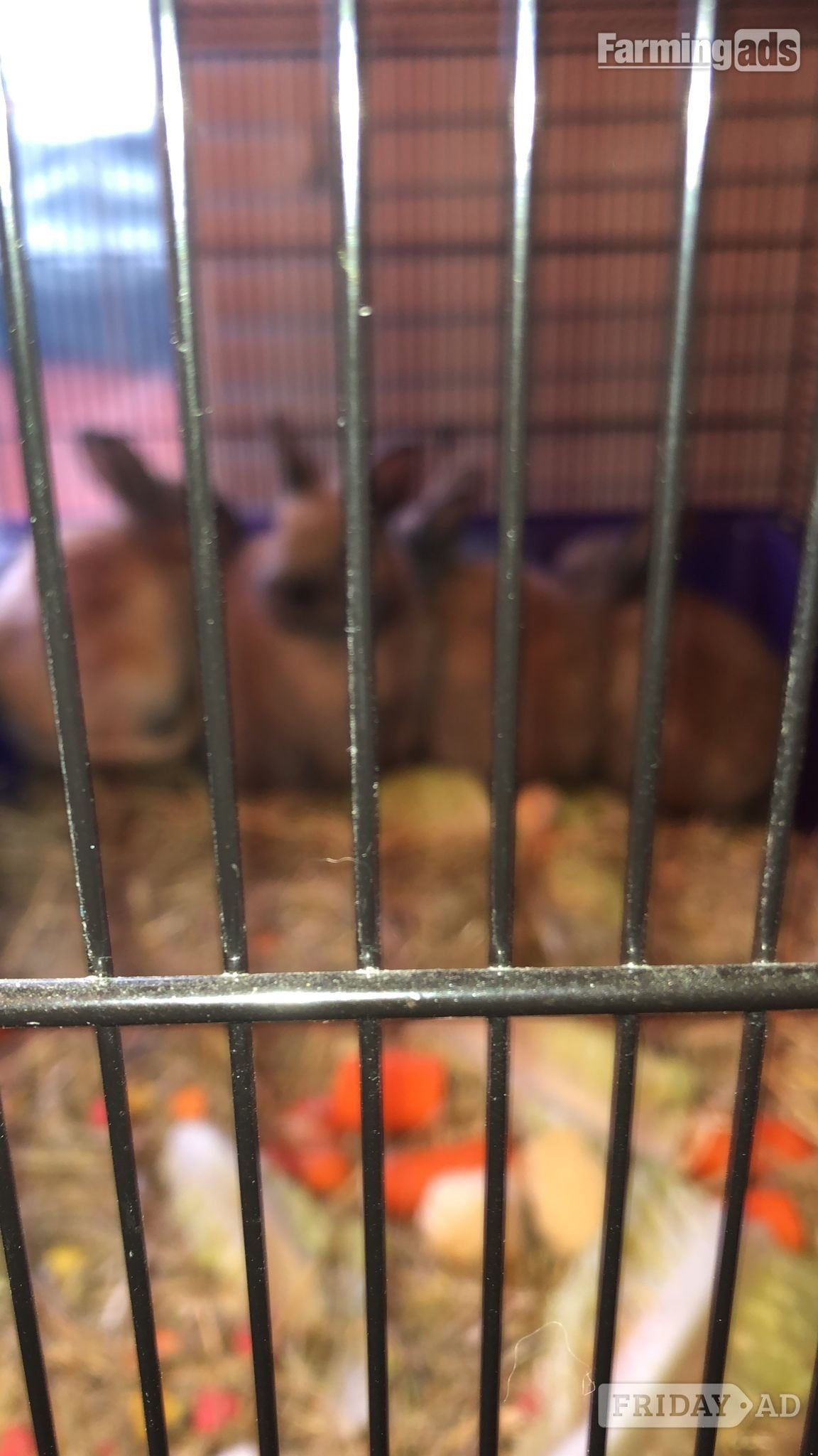 Croydon Dwarf rabbits and hutch