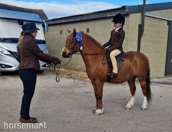 "Crosslands double take " Chestnut Gelding Pony Club Pony