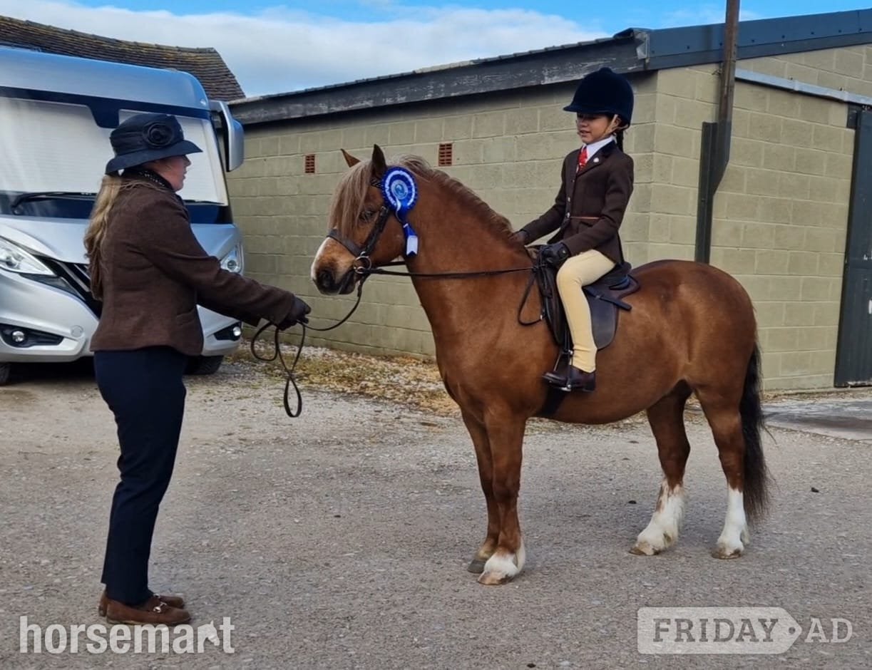 "Crosslands double take " Chestnut Gelding Pony Club Pony in Nottingham