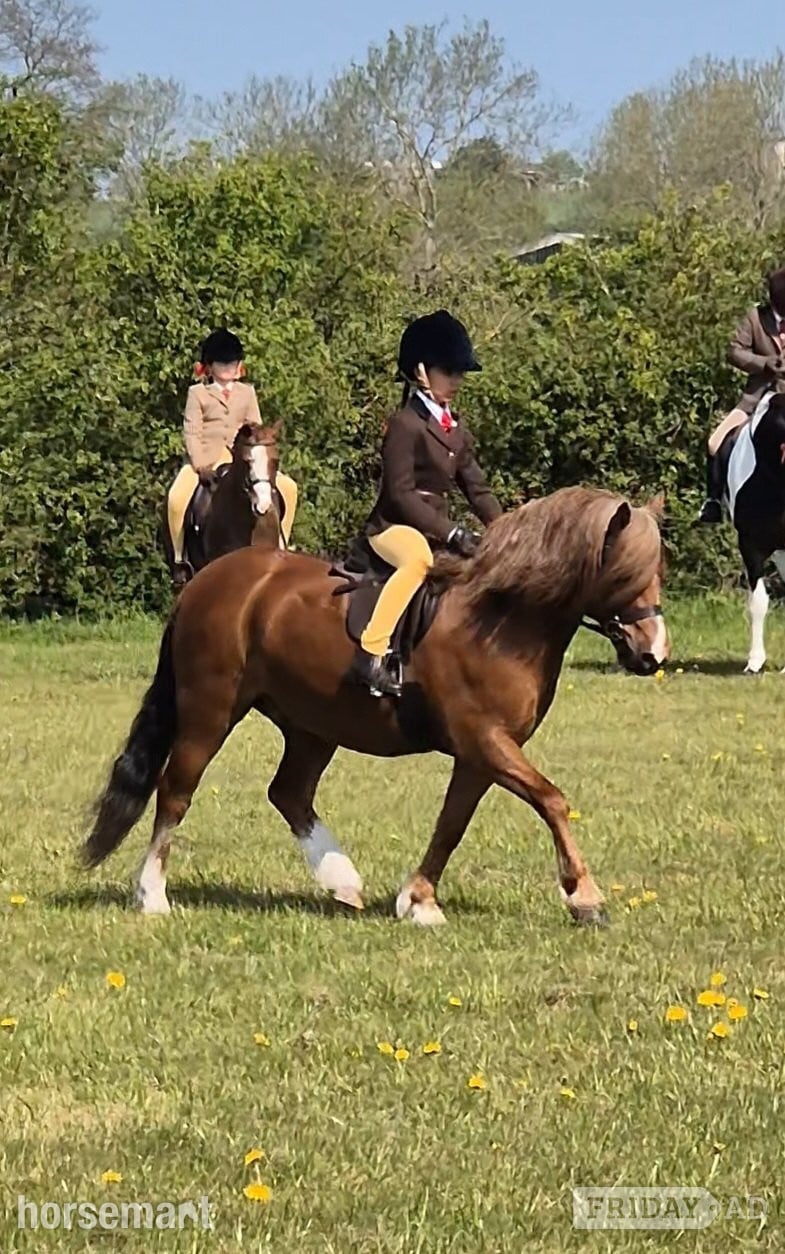 "Crosslands double take " Chestnut Gelding Pony Club Pony