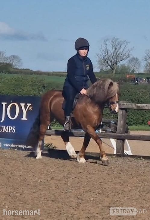 "Crosslands double take " Chestnut Gelding Pony Club Pony -  in Nottingham