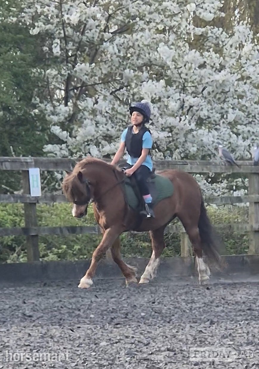 "Crosslands double take " Chestnut Gelding Pony Club Pony - 