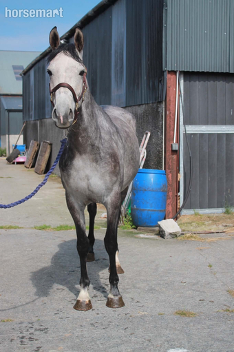 "Maddy" Grey Mare Young Sport Horse