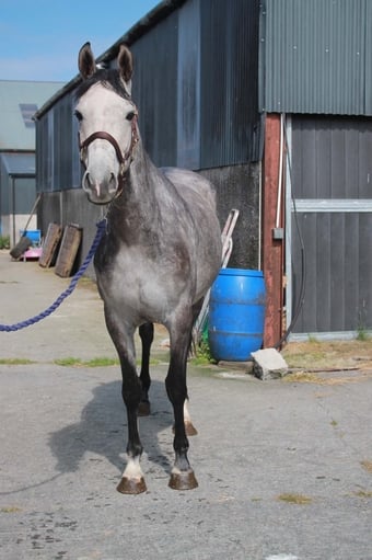 "Maddy" Grey Mare Young Sport Horse