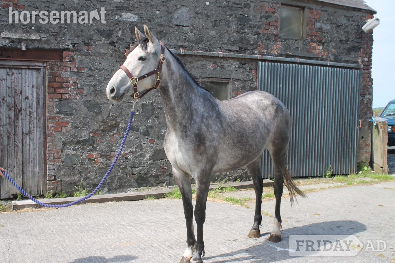 "Maddy" Grey Mare Young Sport Horse