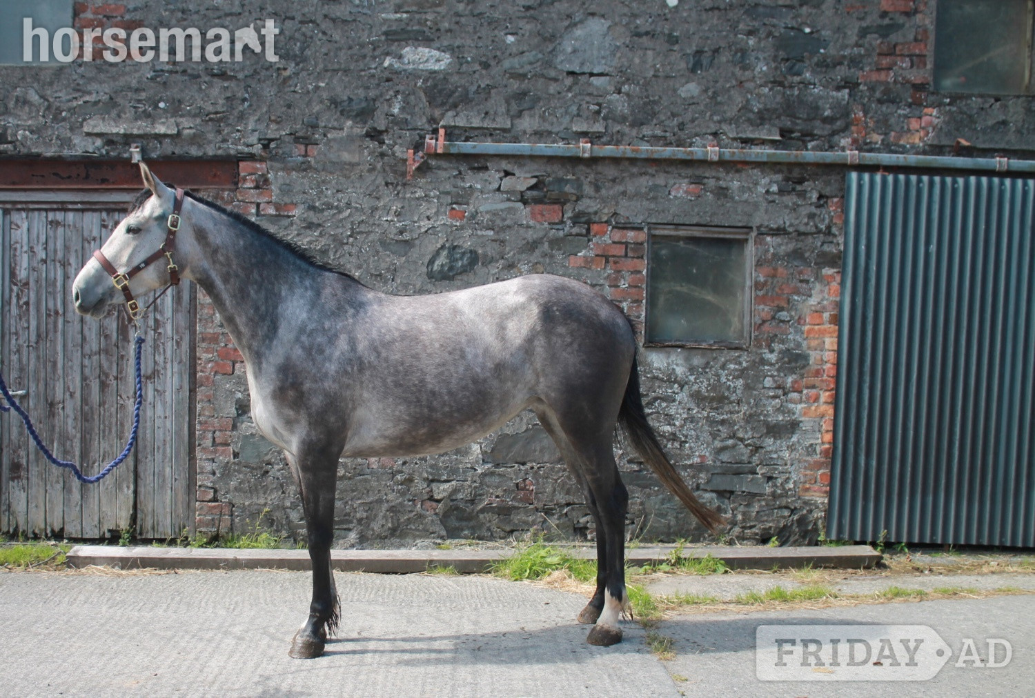 Newtownards "Maddy" Grey Mare Young Sport Horse