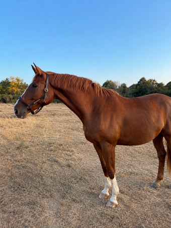 "William" Chestnut Gelding Project Horse
