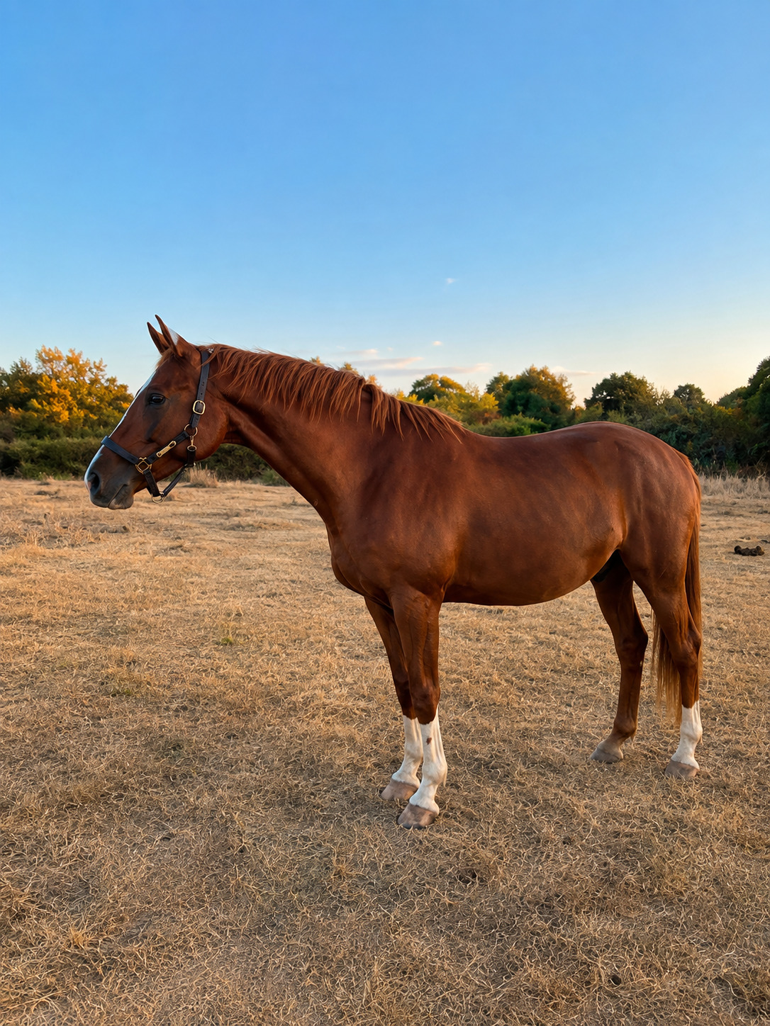 "William" Chestnut Gelding Project Horse