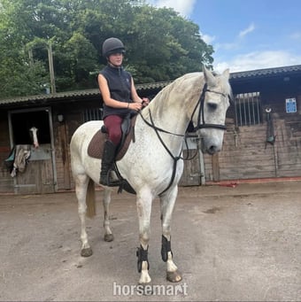 "Blue" Grey Gelding All Rounder