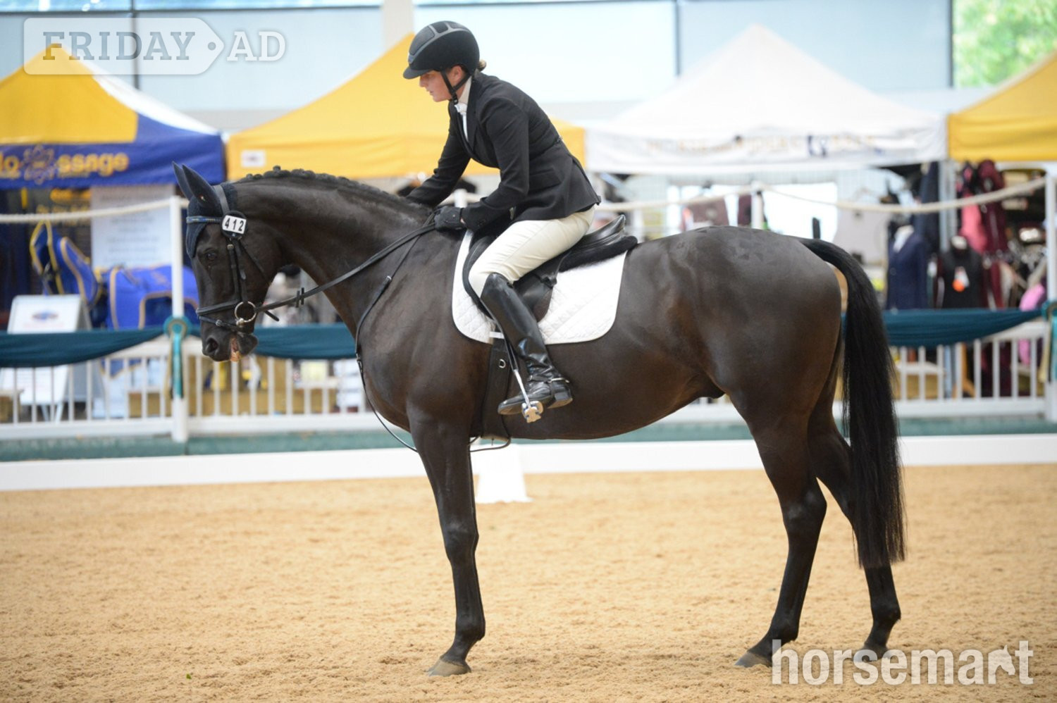 "TP" Dark Bay Gelding Ex Racehorse in Malton