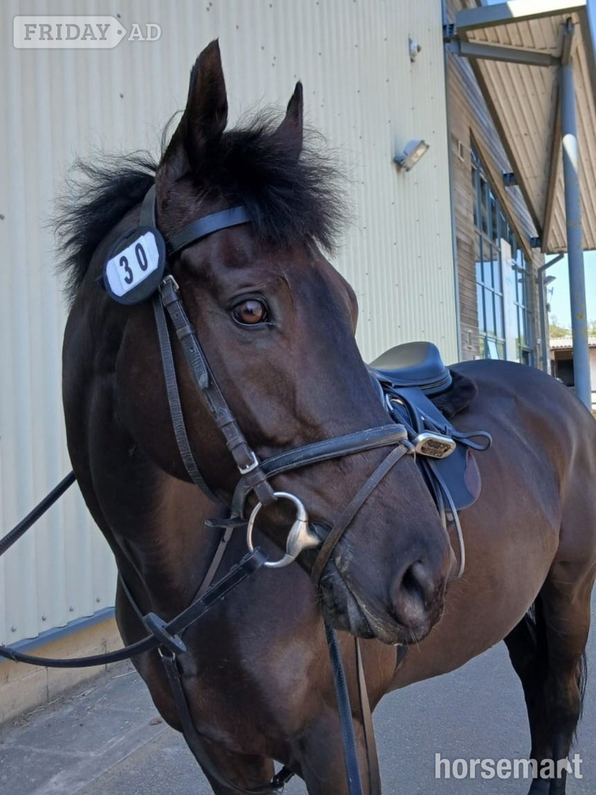 "TP" Dark Bay Gelding Ex Racehorse