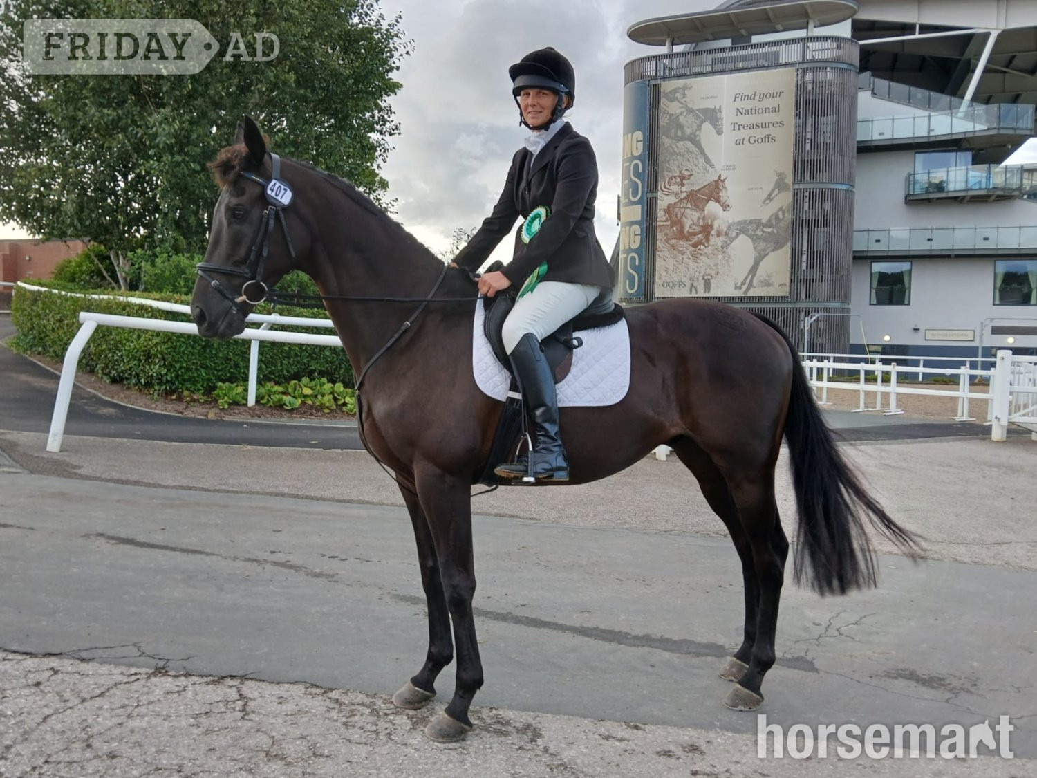 "TP" Dark Bay Gelding Ex Racehorse - Horses