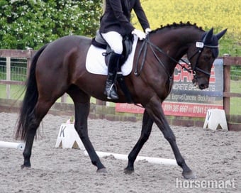 "TQ" Dark Bay Gelding Ex Racehorse