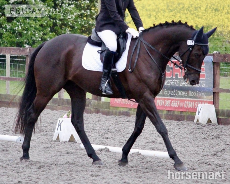 "TQ" Dark Bay Gelding Ex Racehorse in Malton