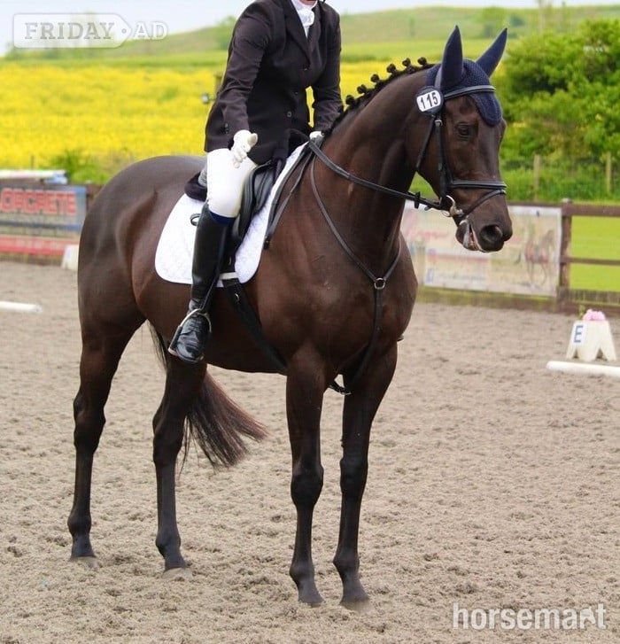 Malton "TQ" Dark Bay Gelding Ex Racehorse