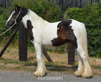 "SD Caleb" Piebald Gelding Cob/Heavy Horse