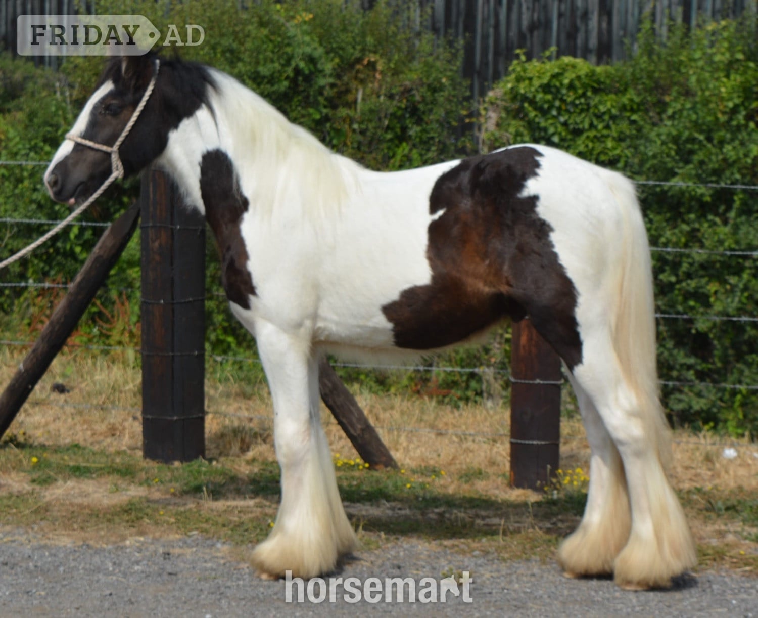 "SD Caleb" Piebald Gelding Cob/Heavy Horse in Oxford