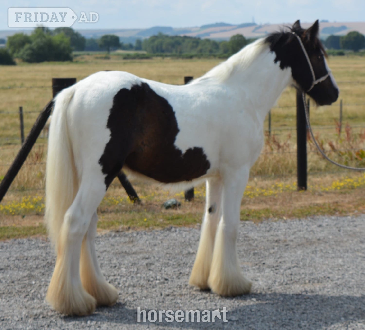"SD Caleb" Piebald Gelding Cob/Heavy Horse