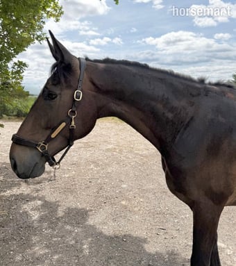 "Oscar" Bay Gelding All Rounder