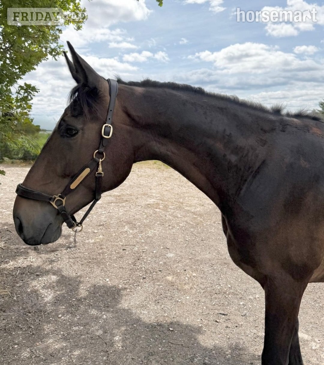 "Oscar" Bay Gelding All Rounder in Godstone