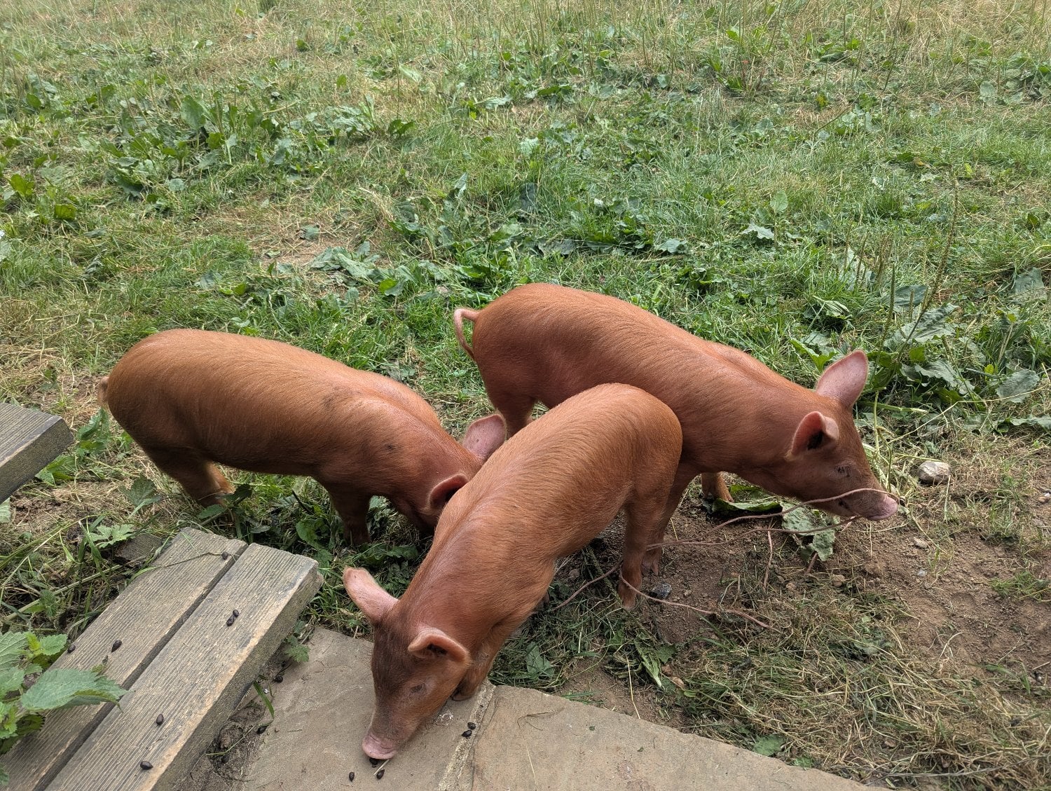 Doddington Tamworth growers available 