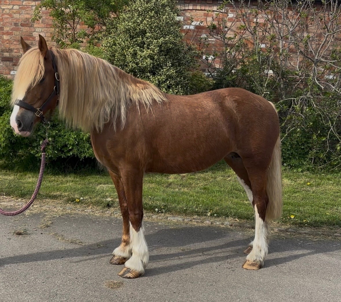 "Fleur " Chestnut Mare Cob/Heavy Horse