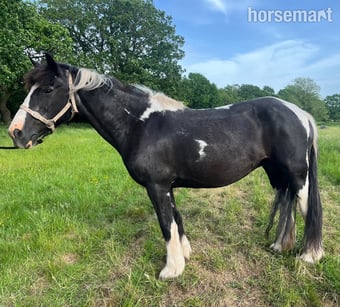 "Robyn" Piebald Mare Cob/Heavy Horse