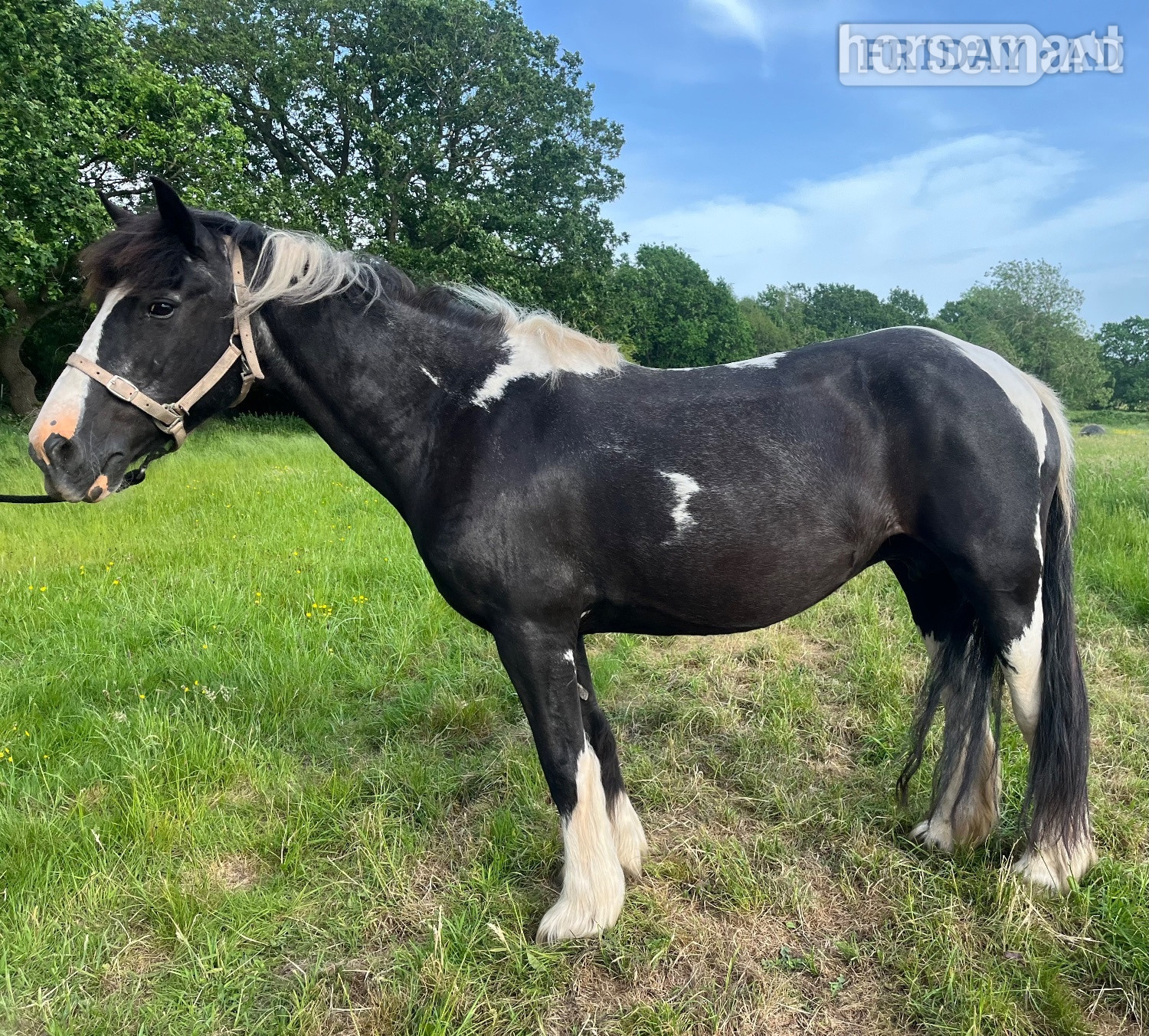"Robyn" Piebald Mare Cob/Heavy Horse in Penkridge