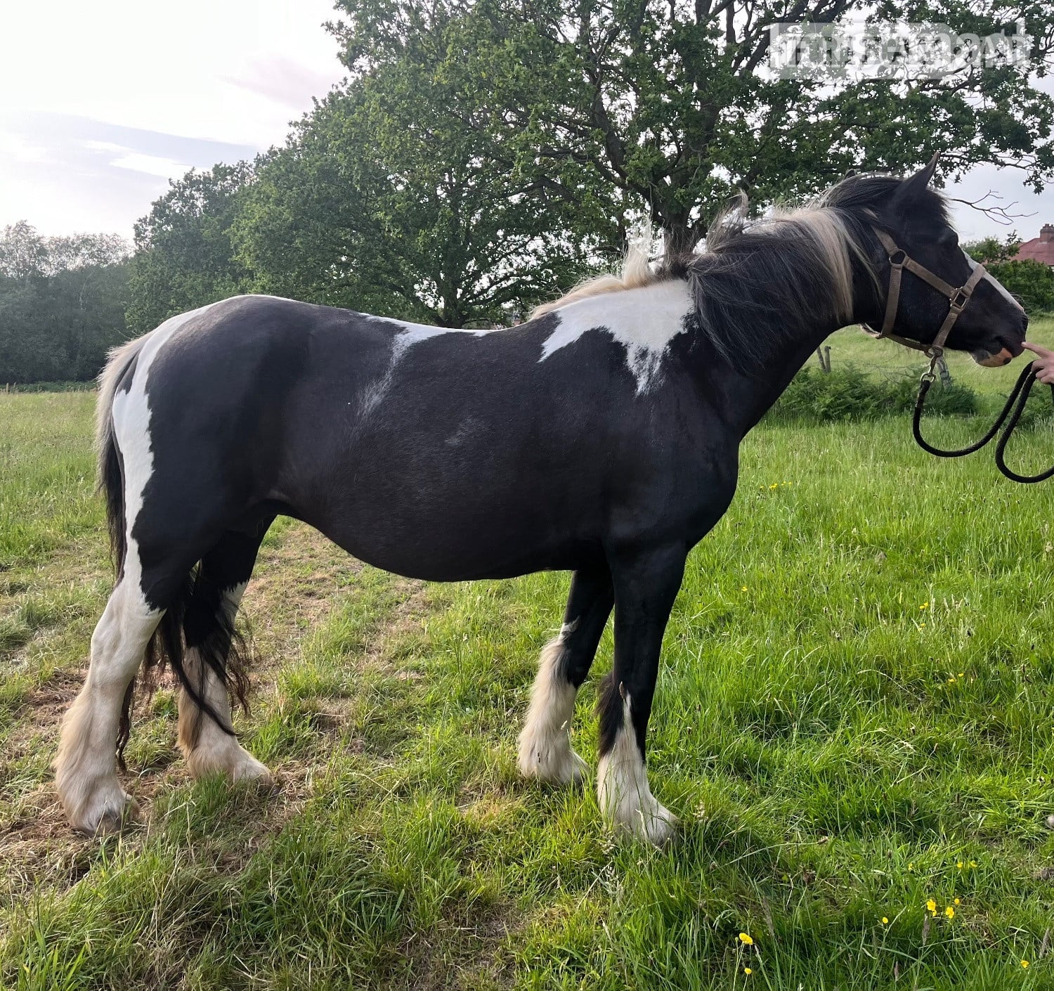 "Robyn" Piebald Mare Cob/Heavy Horse