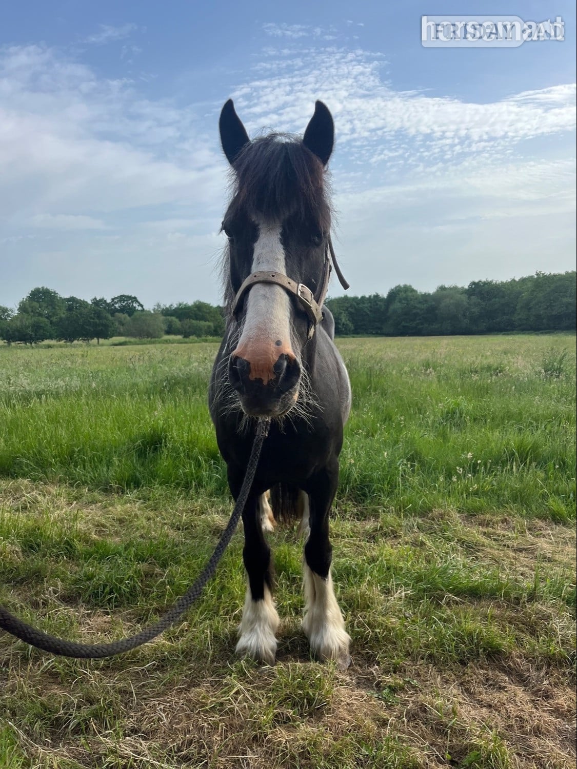 Penkridge "Robyn" Piebald Mare Cob/Heavy Horse