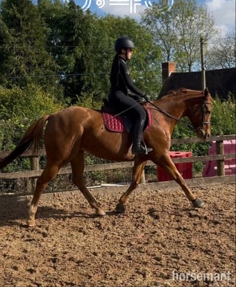 "Priscilla" Chestnut Mare All Rounder